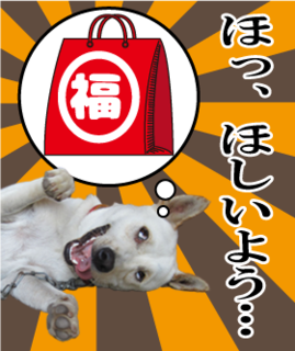 愛犬用福袋A