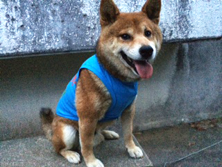 柴犬シャツ.png